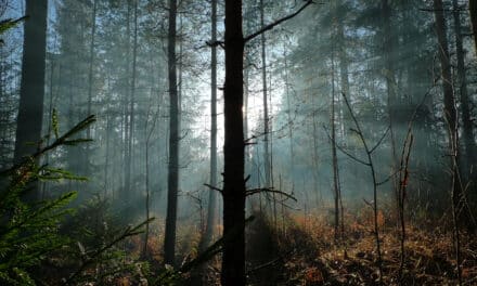 Primární dřevní biomasa a její role v Evropské unii