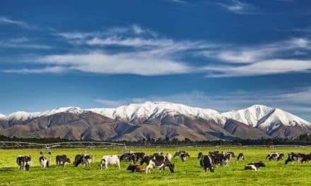Říhající krávy nutí Nový Zéland zavést emisní povolenky na dobytek