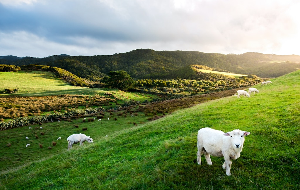 Ovce na Novém Zélandu