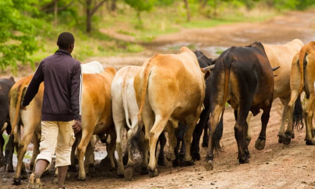 krávy v Zambii